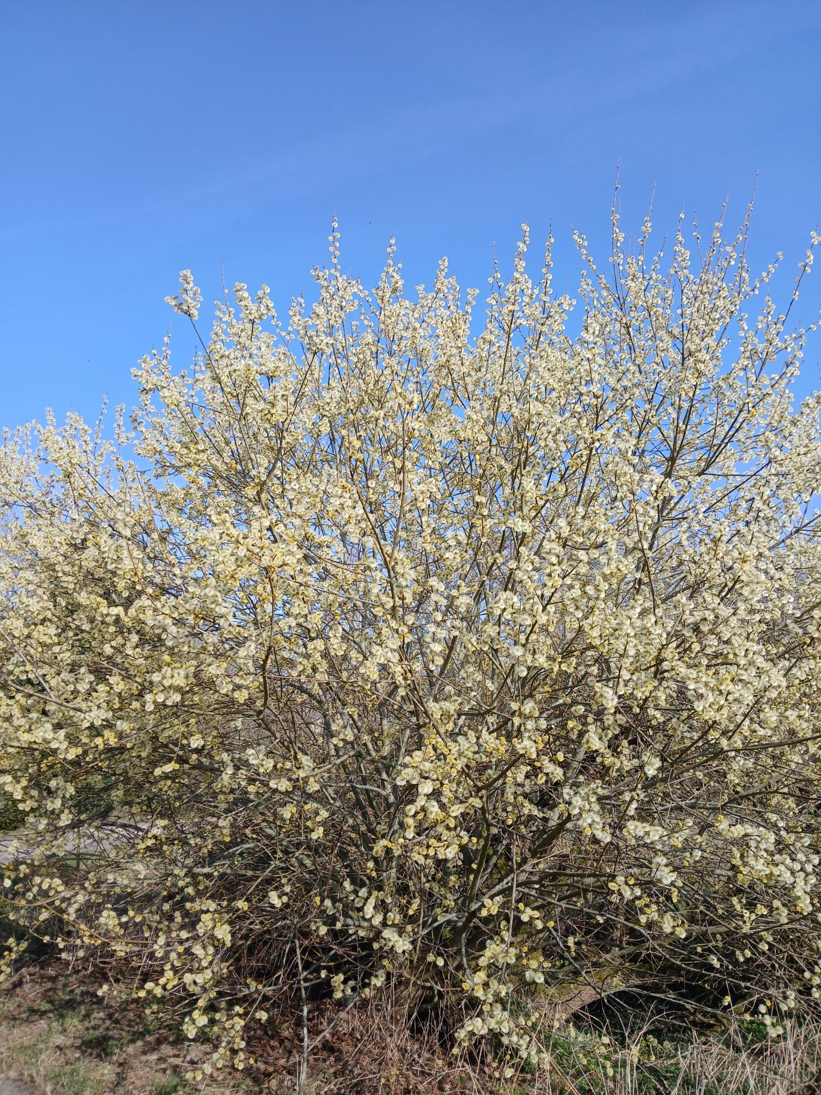 Bild Palmsonntag 2026 A (c) ejo