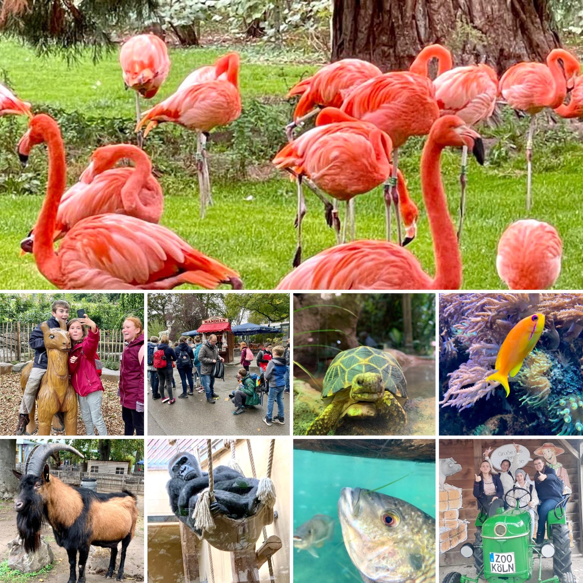 Kölner Zoo