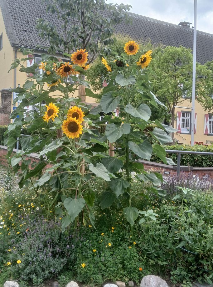 Sonnenblumen 2025 (c) ejo