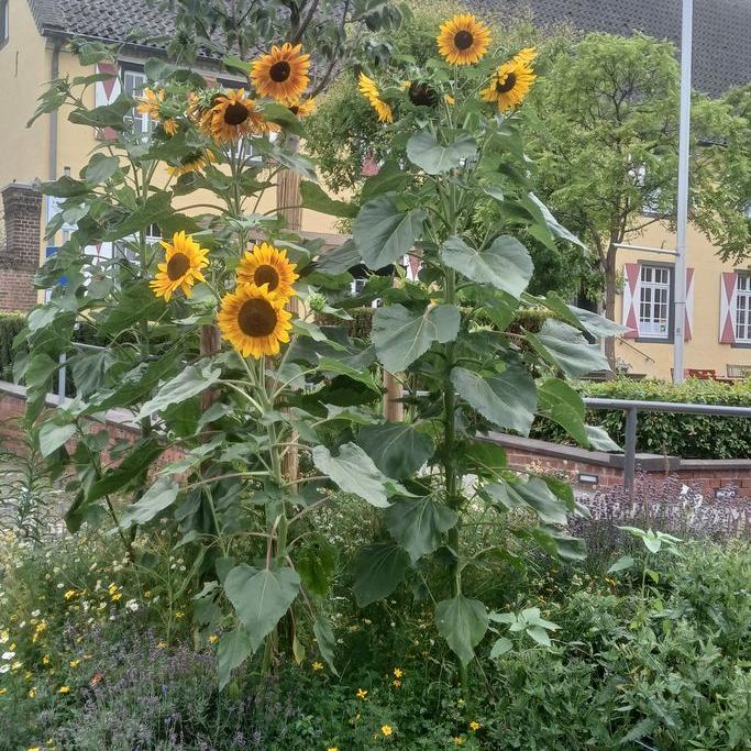Sonnenblumen 2025
