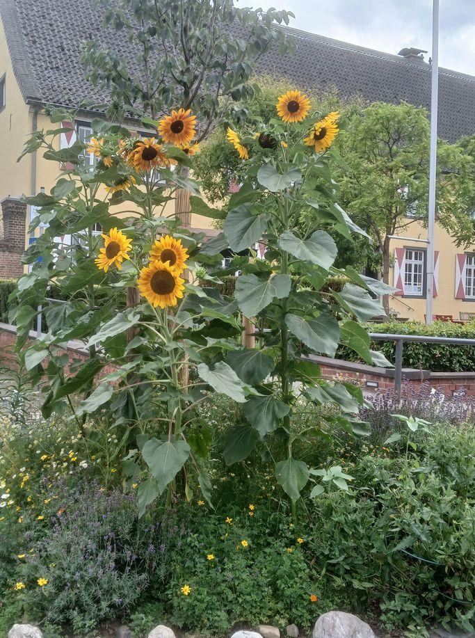 Sonnenblumen 2025