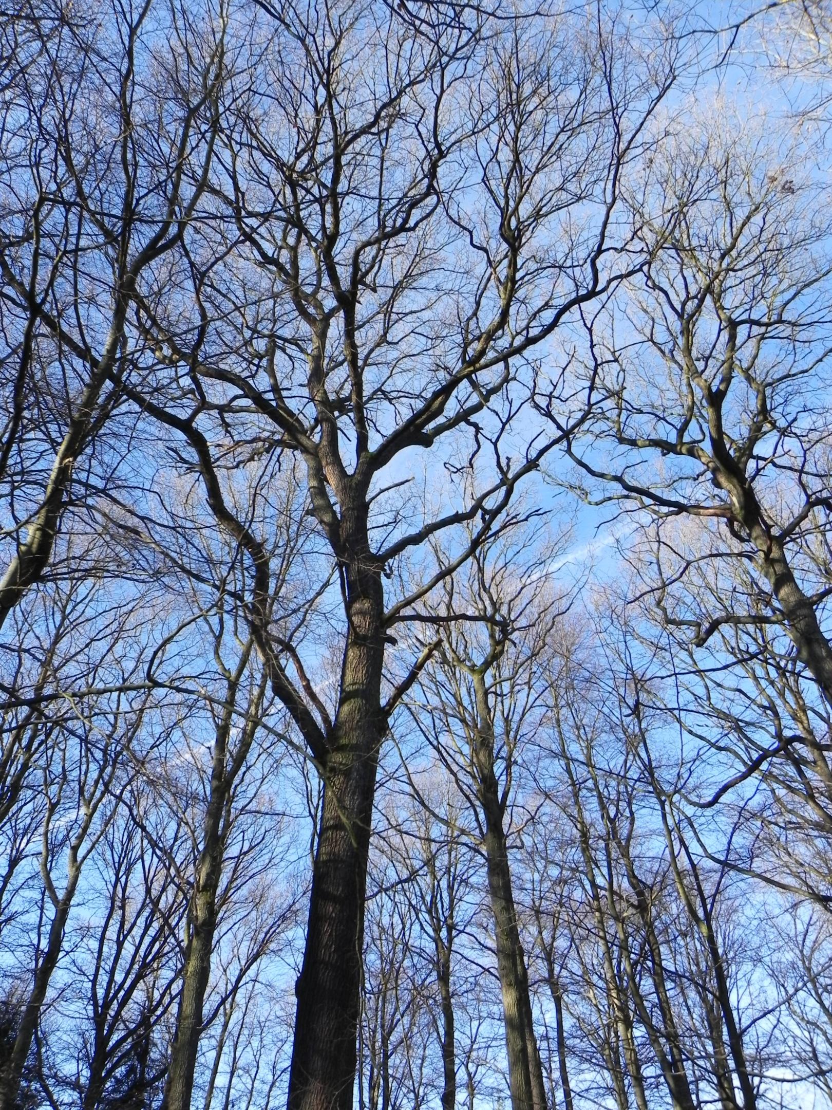 Winterwald idph (c) Ida Prinz-Hochgürtel